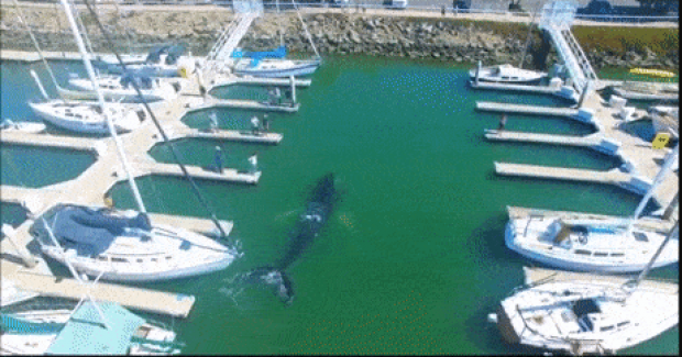 Bateia de 12 metros se perde e entra numa marina da Califórnia, Estados Unidos