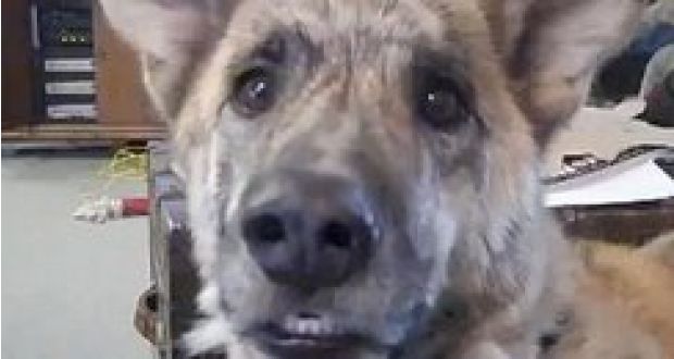 Veja a reação de um cão, quando seu dono diz que deu seu último petisco para o gato