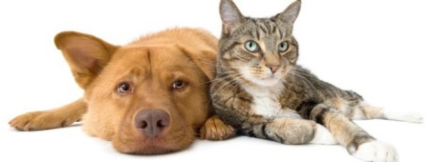Cientistas revelam: gatos podem ser t&atilde;o inteligentes quanto cachorros