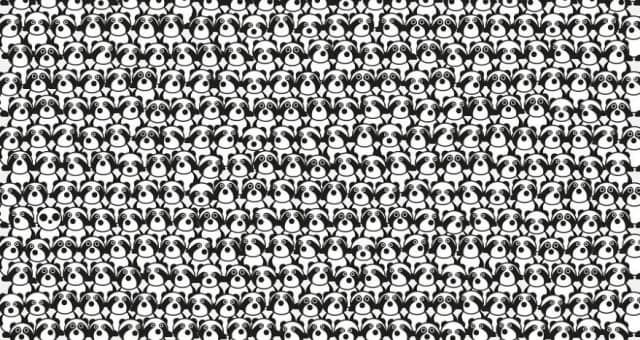 Jogo rápido: encontre o panda no meio dos guaxinins