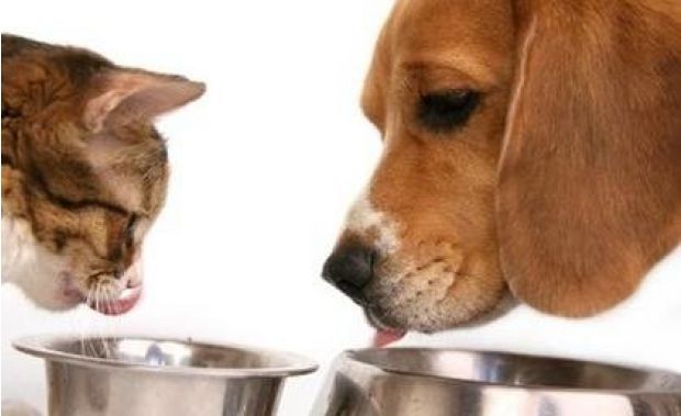 &copy; Reprodu&ccedil;&atilde;o