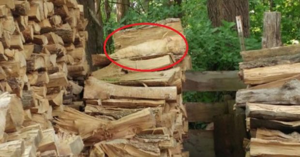 Encontre o gato escondido em meio às madeiras