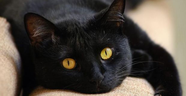 Você sabe de onde vem o mito de que o gato preto dá azar? Descubra com a gente.