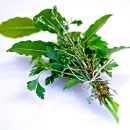 O Bouquet Garni e os aromas básicos para uma receita de sucesso