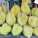 Uma fruta com cheiro de queijo e cebola podre, você conhece o durian?