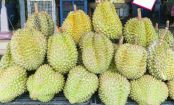 Uma fruta com cheiro de queijo e cebola podre, você conhece o durian?