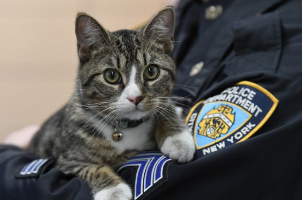 Conheça o mais novo Oficial da polícia de Nova York