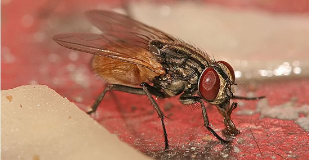 Uma mosca pousou em sua comida; o que você faz? Descubra como você deve proceder