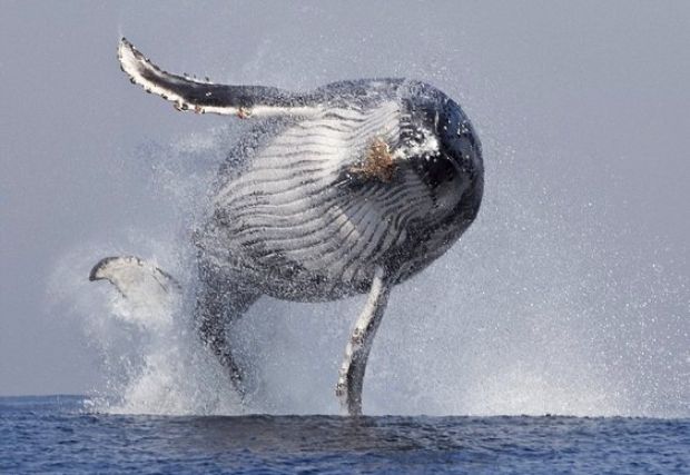 O VOO DA JUBARTE: fotógrafo flagra uma baleia jubarte com suas 40 toneladas totalmente fora d'água