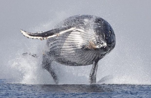 O VOO DA JUBARTE: fotógrafo flagra uma baleia jubarte com suas 40 toneladas totalmente fora d'água