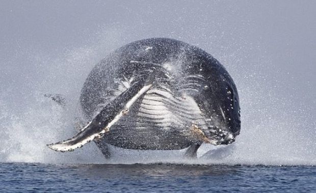O VOO DA JUBARTE: fotógrafo flagra uma baleia jubarte com suas 40 toneladas totalmente fora d'água