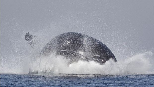 O VOO DA JUBARTE: fotógrafo flagra uma baleia jubarte com suas 40 toneladas totalmente fora d'água