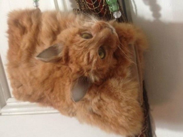 Taxidermista cria bolsa a partir de gato morto