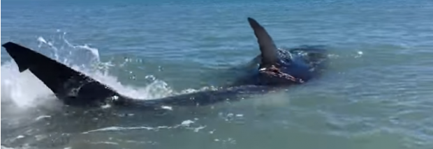 Homem tenta ajudar peixe encalhado em praia e toma um baita susto