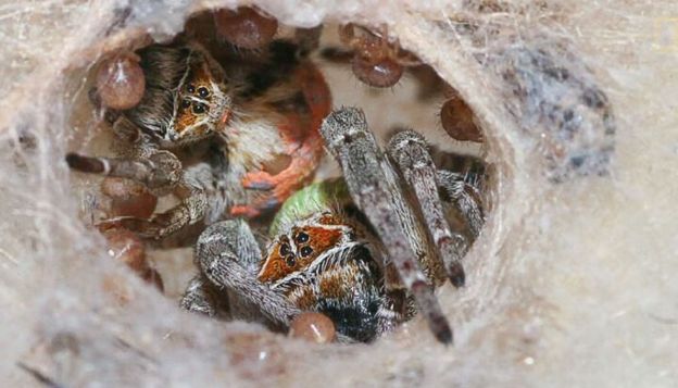 ninho da Stegodyphus dumicola