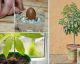 Pare de comprar abacate, plante em casa: veja como fazer!