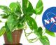 Segundo a NASA  devemos ter esta planta em casa! 