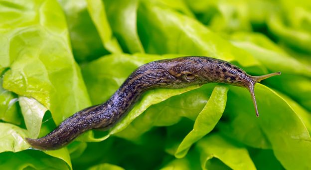 EVITAR LESMAS E CARACÓIS