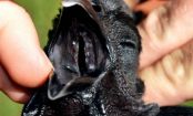 A 'galinha gótica', que tem pele, ossos, órgãos, carne, tudo completamente negros