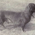 Dachshund