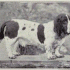 Basset Hound