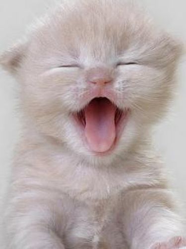 06. Gatos e seus sorrisos