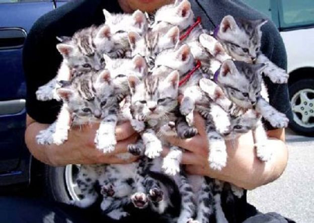 01. Coletivo de gatos