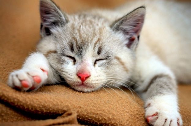 03. Por que ronronam?