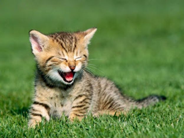 09. Gatos e seus sorrisos