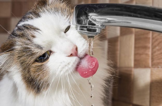 05. Eles podem beber água do mar