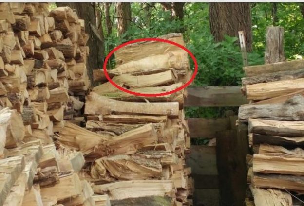 Você achou? Compartilhe com seus amigos e desafie-os a encontrar o gato!