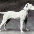 Bull Terrier
