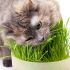 04. Por que os gatos comem pastagem?