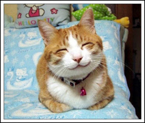 12. Gatos e seus sorrisos