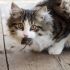 08. Por que os gatos me trazem animais abatidos?