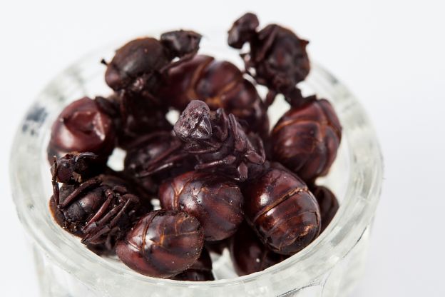 Hormigas Culonas - Colômbia