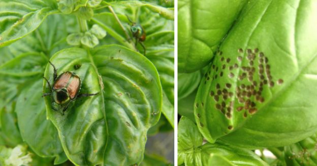 <strong>3. Preste atenção a pragas e mofo</strong>