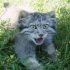 Gato-de-Pallas ou Manul