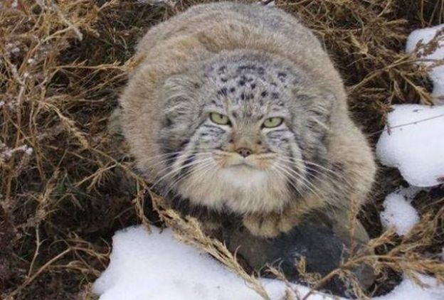 Gato-de-Pallas ou Manul