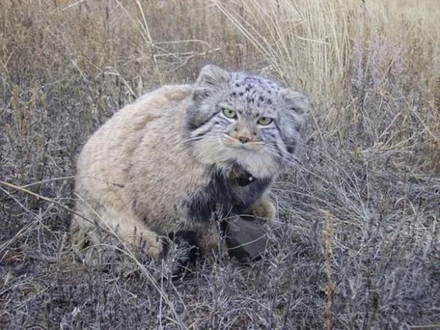 Gato-de-Pallas ou Manul