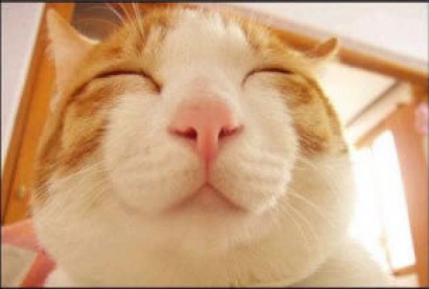 14. Gatos e seus sorrisos