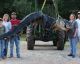 Família do Alabama captura Jacaré gigante e se surpreende com o que havia dentro do animal
