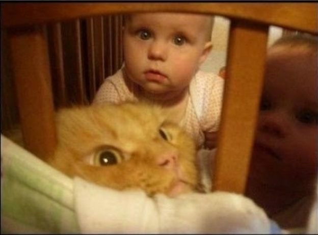 Por que tanto desespero, gatinho?