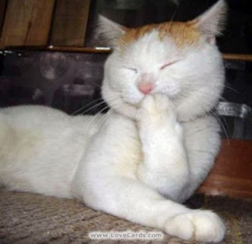 13. Gatos e seus sorrisos