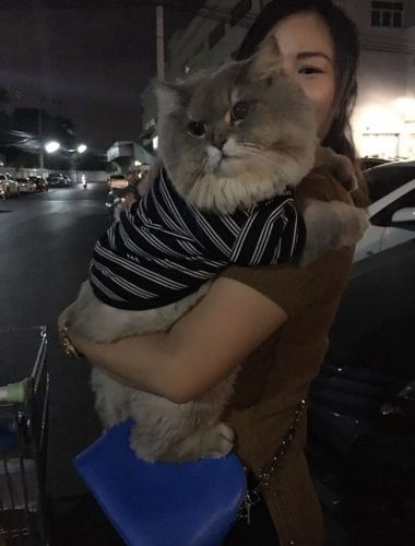 Bone Bone, o gato celebridade