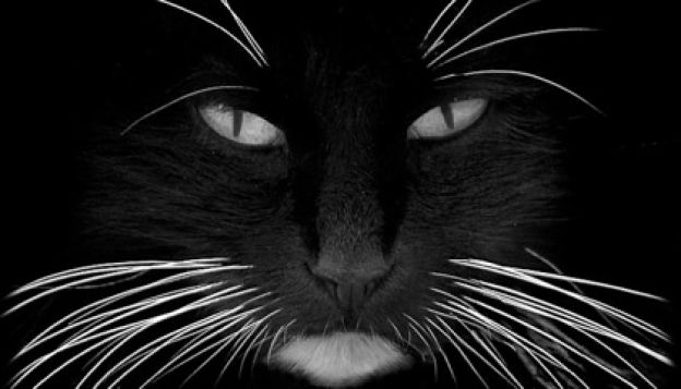 12. Seus bigodes são essenciais