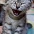 15. Gatos e seus sorrisos