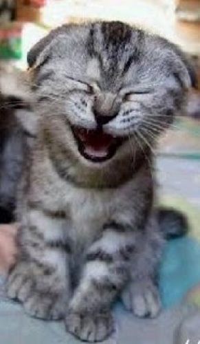 15. Gatos e seus sorrisos