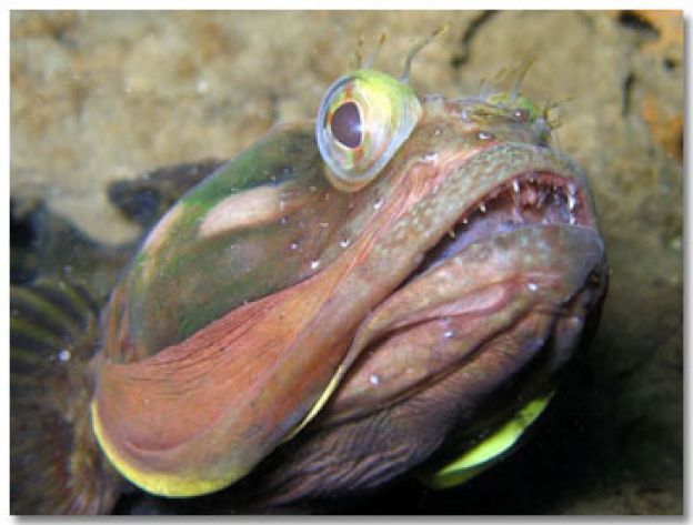 Fringehead Sarcástico