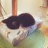 13 – Gatinho dormindo em caixa de guardanapos